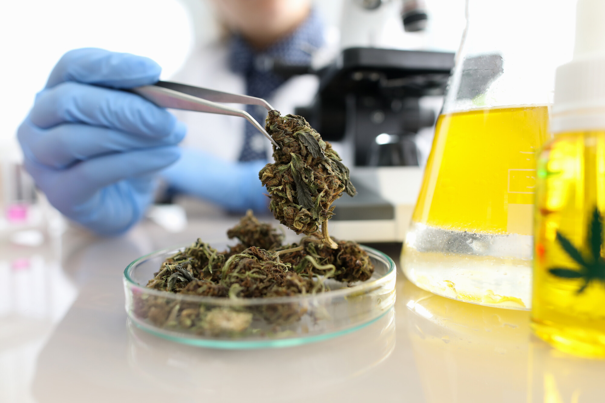 Marijuana in Lab