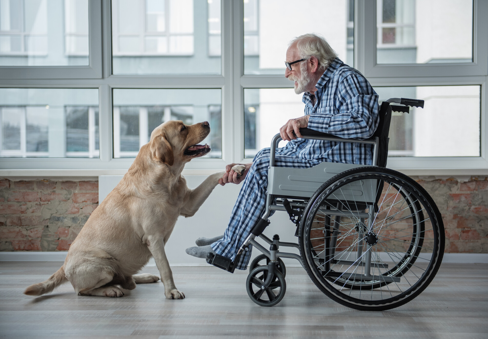 Elderly Man in Wheelchair with Dog