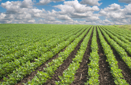 Soybean field