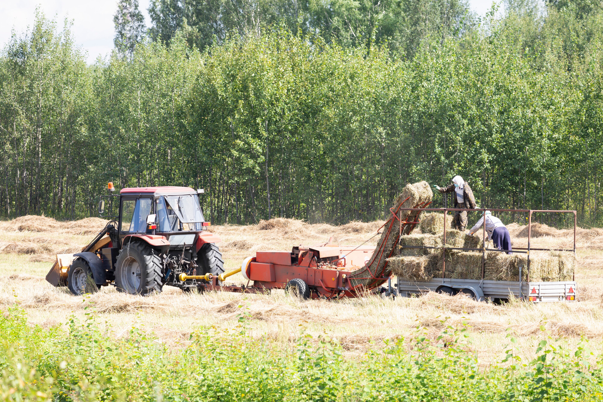 Hay Collected by Workers