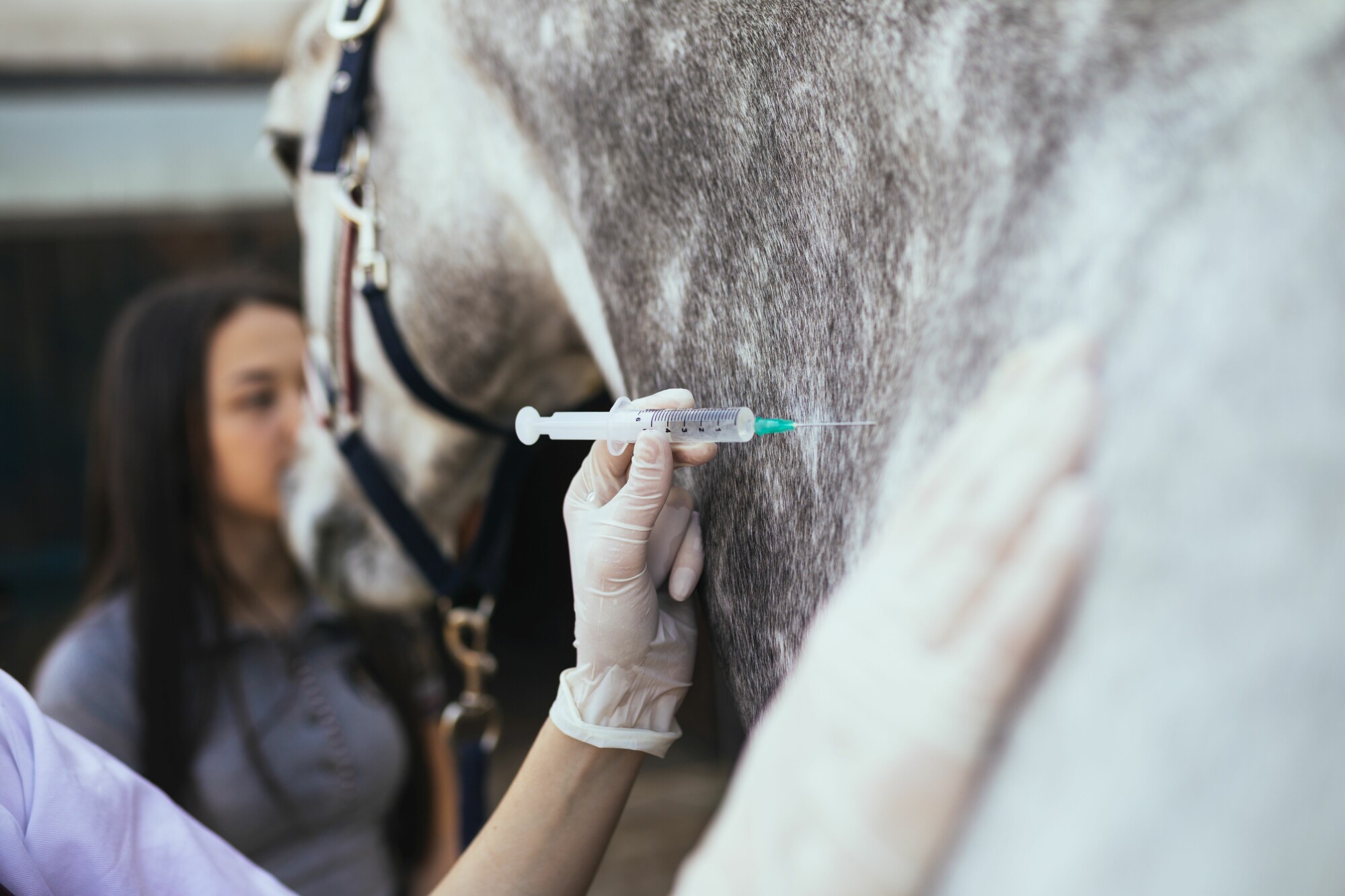 Veterinarian Giving Horse a Vaccine