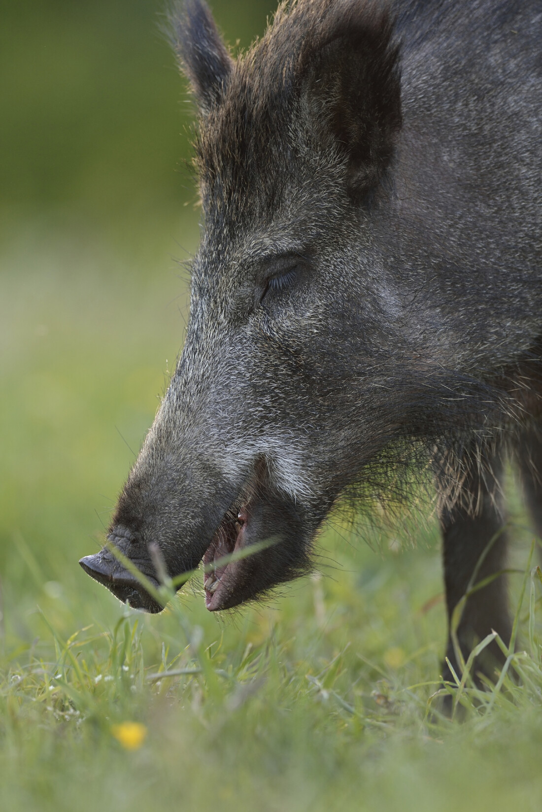 Wild Boar