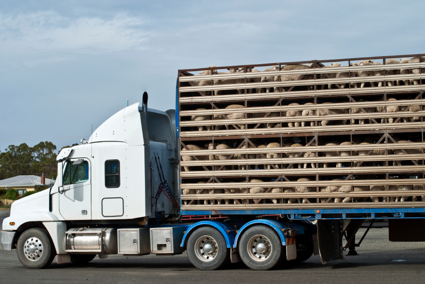 Livestock Truck